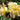 Hemerocallis 'Ikebana Star' - 2026