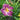 Hemerocallis 'Indian Giver' - 2026