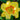 Hemerocallis 'Irresistable Charm' - 2026