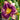 Hemerocallis 'Kansas City Kicker' - 2026