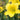Hemerocallis 'Lemon Bells' - 2026