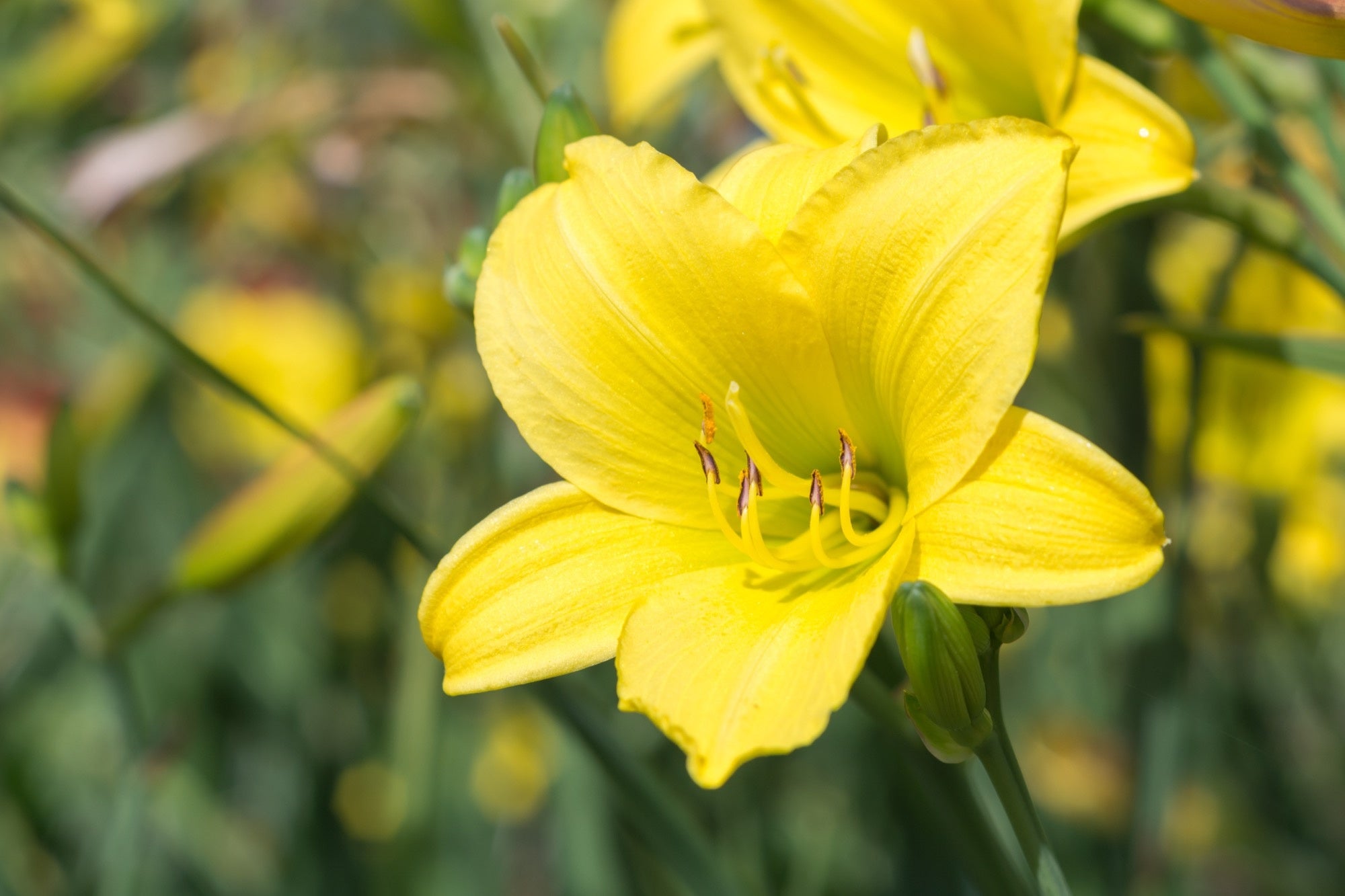 Lin Lin Bells Hemerocallis 'Lemon Bells' - 2026 – Lincspplants