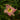 Hemerocallis 'Light Years Away' - 2026
