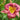 Hemerocallis 'Little Grapette' - 2026