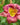 Hemerocallis 'Little Grapette' - 2026
