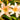 Hemerocallis 'Luxury Lace'