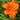 Hemerocallis 'Mauna Loa'