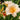 Hemerocallis 'Mini Pearl'