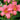 Hemerocallis 'Pink Damask'