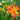 Hemerocallis 'Primal Scream'