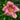 Hemerocallis 'Purple Bicolor'