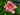 Hemerocallis 'Purple Bicolor'