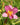 Hemerocallis 'Purple De Oro'
