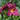 Hemerocallis 'Purplelicious'