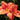 Hemerocallis 'Red Rum'