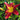 Hemerocallis 'Red Suspenders'