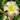 Hemerocallis 'Regency Heights'