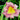 Hemerocallis 'Rosy Returns'