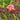 Hemerocallis 'Royal Braid'