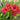 Hemerocallis 'Ruby Stella'