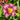 Hemerocallis 'Russian Ragtime'