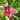Hemerocallis 'Russian Rhapsody'