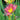 Hemerocallis 'Scarlet Breeze'
