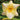 Hemerocallis 'Serena Sunburst'
