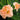 Hemerocallis 'Siloam Double Classic'
