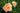 Hemerocallis 'Siloam Double Classic'