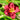Hemerocallis 'Siloam Paul Watts'