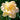 Hemerocallis 'Sixth Sense'