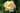 Hemerocallis 'Sixth Sense'