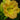 Hemerocallis 'Smuggler'S Gold'