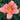 Hemerocallis 'South Seas'