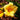 Hemerocallis 'Stella De Oro'