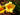 Hemerocallis 'Stella De Oro'