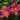 Hemerocallis 'Summer Wine'