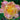Hemerocallis 'Susan Pritchard Petit'