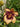 Hemerocallis 'Tiger Blood'