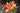 Hemerocallis 'Vision Of Love'