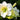 Hemerocallis 'White Temptation'