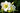 Hemerocallis 'White Temptation'