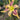 Hemerocallis 'Wild And Wonderful'