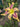 Hemerocallis 'Wild And Wonderful'