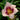 Hemerocallis 'Wineberry Candy'