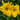 Hemerocallis 'Yellow Lollipop'