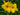Hemerocallis 'Yellow Lollipop'