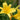 Hemerocallis citrina - 2026