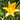 Hemerocallis Dumortierii